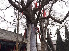 -武侯墓风景区