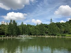 -金花茶公园