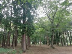 -井之头恩赐公园