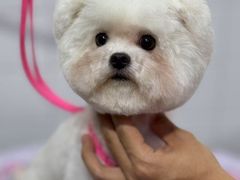 -Oh My Dog宠物沙龙(伊珊娜皮毛护理店)