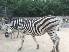-泉州海丝野生动物世界