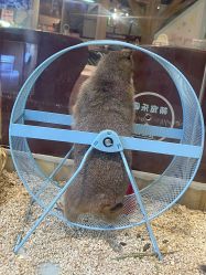 -卡通尼·Safari非洲探索乐园·生日会(金桥国际商业广场店)