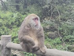 -峨眉山风景名胜区
