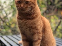 -喵屿·大理花园猫咖