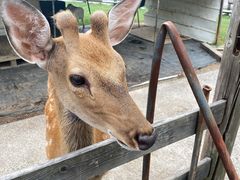 -前小桔亲子创意农场·草莓采摘·露营烧烤