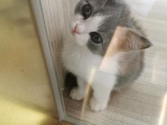 -飞行喵MR PILOT|猫舍·猫咖(静安大融城店)