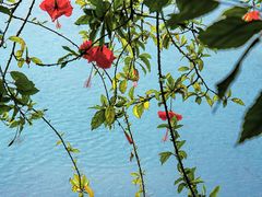 -靖西鹅泉风景区