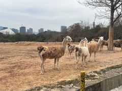-杭州野生动物世界