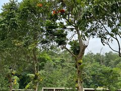 -深圳仙湖植物园
