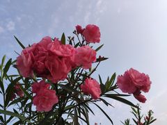 -麦当劳(电白服务区店)