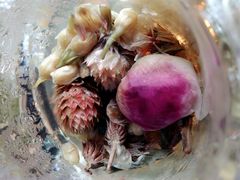 柠檬花草茶-捌楼咖啡书吧(南开店)