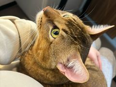 -御宝贝·A梦猫科宠物医院(国际猫友好医院)