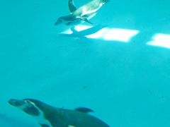 -帝企鹅自助餐厅•儿童岛•真企鹅(长隆企鹅酒店)