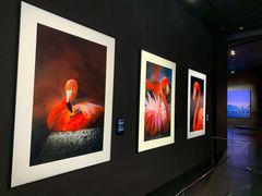 -罗红摄影艺术馆