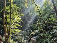 -莫里热带雨林景区