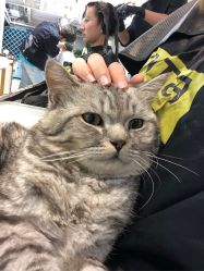 -飞梵造型