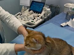 -纳吉亚猫专科动物诊疗中心(蒋宅口分院)