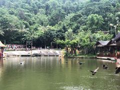 -西双版纳原始森林公园