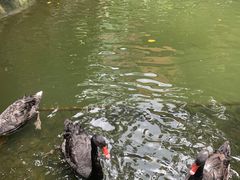 -海南槟榔谷黎苗文化旅游区