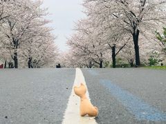 -上海辰山植物园
