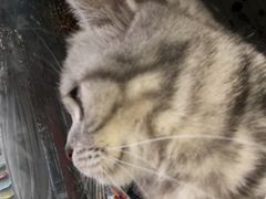 -海边的猫和咖啡馆