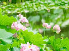 -陈家山荷花公园