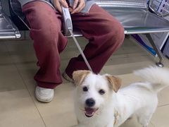 -瑞派动物医院·猫专科·至诚(江南中分院)