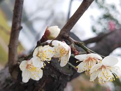 -橘子洲景区