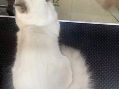 -车接车送·寄养洗护·德文猫舍(大宁店)