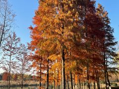 -贡湖湾湿地公园