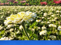 -莲花山花海