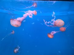-大连老虎滩海洋公园