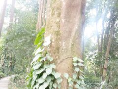 -广西壮族自治区药用植物园