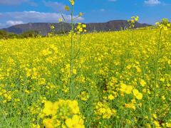 -光明小镇欢乐田园