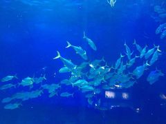 -烟台海昌鲸鲨海洋公园