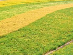 -中国天府农业博览园