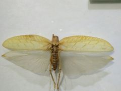 -上海昆虫博物馆