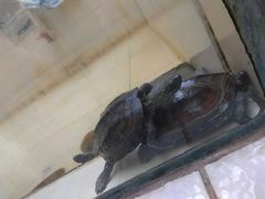 -广东惠东海龟国家级自然保护区