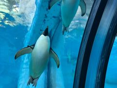 -珠海长隆海洋王国