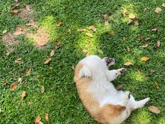 -良成狗狗乐园