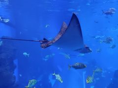 -成都浩海立方海洋公园