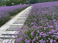 -同里国家湿地公园