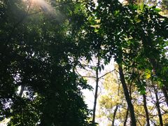 -铁山坪森林公园