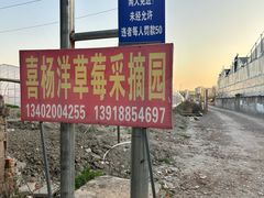 -喜杨洋草莓采摘园