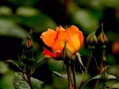 -人民公园(罗湖区)