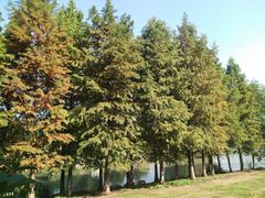 -九里河湿地公园