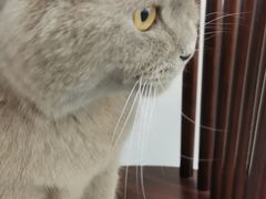 -猫友咖啡店(玉林西路店)