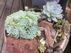 -悦哉·派对·草坪婚礼·围炉煮茶(三圣乡店)