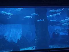 -北戴河圣蓝海洋公园