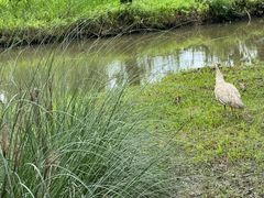 -合肥滨湖国家森林公园